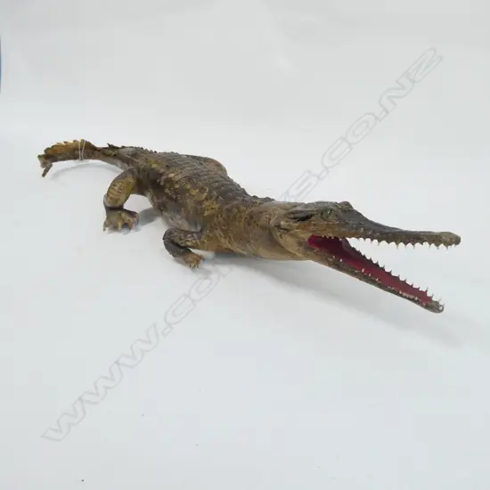 FRESH WATER BABY ALLIGATOR L620MM 