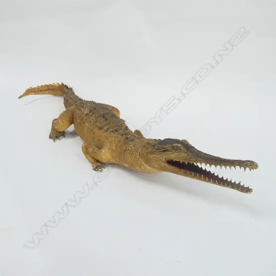 FRESH WATER BABY ALLIGATOR L640MM 