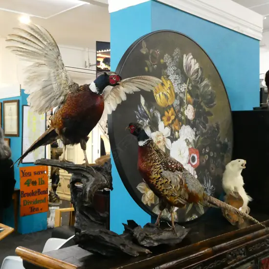 2 TAXIDERMY PHEASANTS ROOSTER IN FLIGHT STANDING ON WOOD BRANCH  L1100MM 