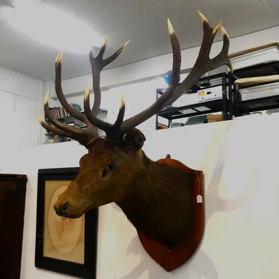 TAXIDERMY RED DEER STAG HEAD  SHIELD MOUNT 14 POINT ANTLERS H1300MM