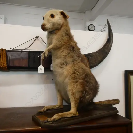 WALLABY? FULL TAXIDERMY STANDING ON WOODEN MOUNT H480MM
