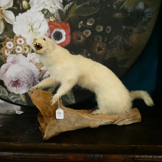 SHORT TAILED WHITE WEASEL SNARLING ON BRANCH L400MM 