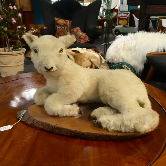 LAMB TAXIDERMY LAYING DOWN ON WOODEN MOUNT L500MM