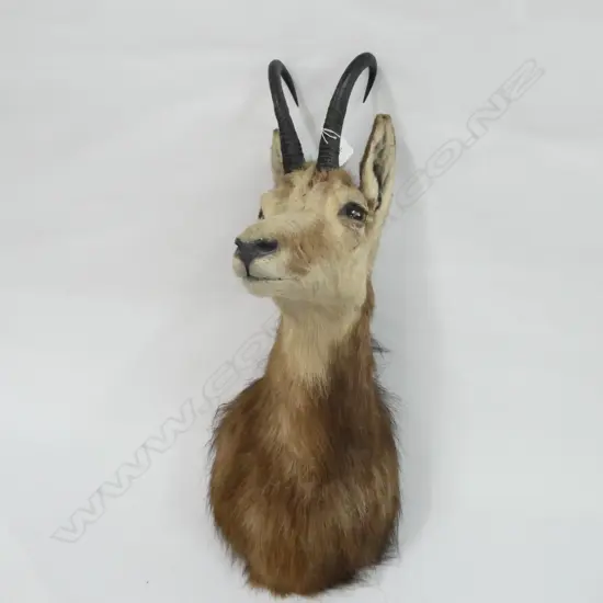 ALPINE CHAMOIS HEAD TAXIDERMY WALL MOUNT H550MM 
