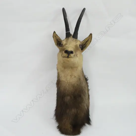 ALPINE CHAMOIS HEAD TAXIDERMY WALL MOUNT H680MM 