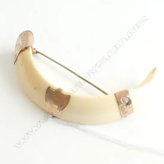C1900 BOARS TUSK BROOCH 9ct MOUNTS. W.100mm