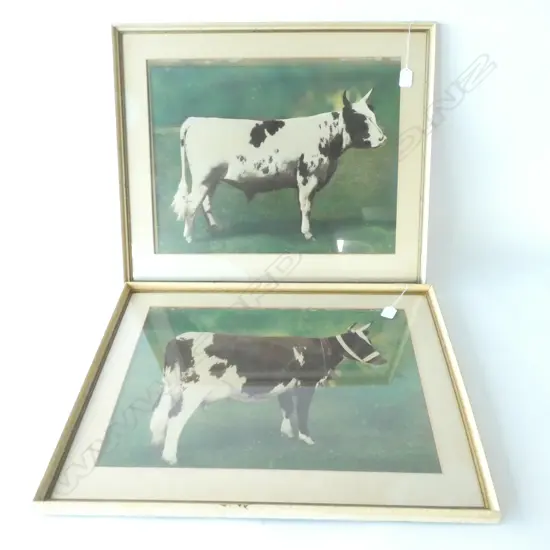 PAIR OF FRAMED COW PRINTS 380 X 500MM
