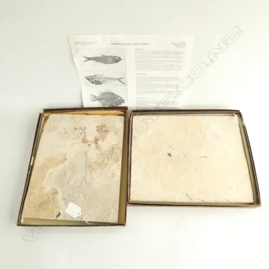 TWO BOXED JAPANESE STONE FOSSIL FISH. 265 X 215MM