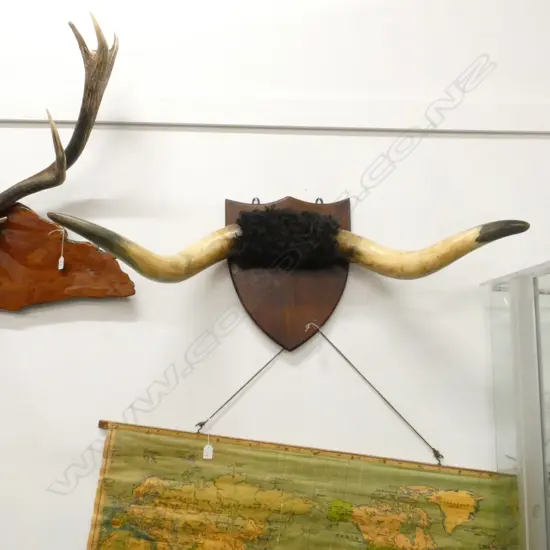 PR SHIELD MOUNTED OXEN HORNS