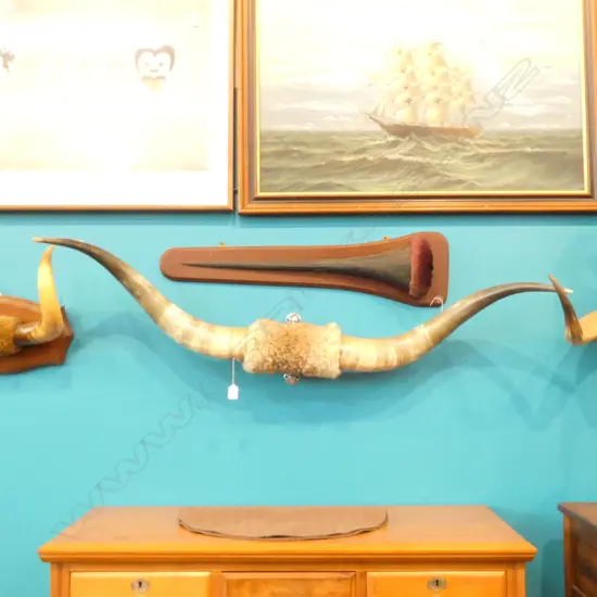CATTLE HORNS TAXIDERMY HIDE WALL MOUNT W1300MM 