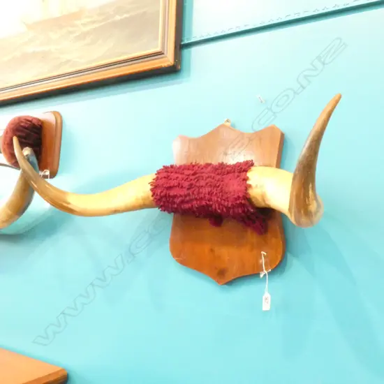PR SHIELD MOUNTED OXEN HORNS
