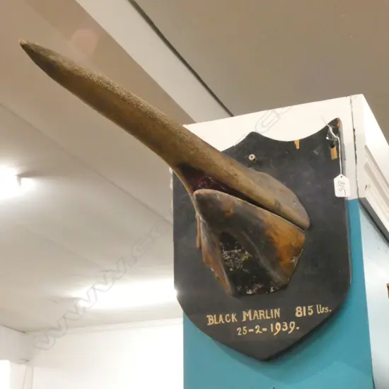 BLACK MARLIN ON EBONY WOOD WALL MOUNT 'BLACK MARLIN 815 URS 25-2-1939' H400MM D700MM