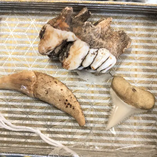 3 TEETH; SHARK, DOG + ANIMAL MOLAR