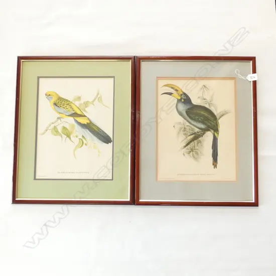 PR 20thC  FRAMED TROPICAL BIRD PRINTS by GOULD for HULLMANDEL 360 x 275mm image