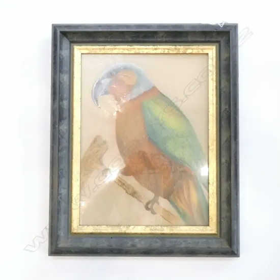PASTEL PAINING - PARROT 430X 530MM