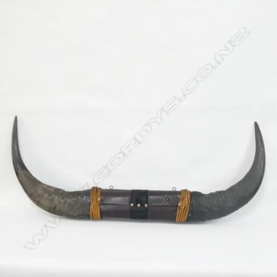 PR LGE MOUNTED BUFFALO HORNS L.1000mm