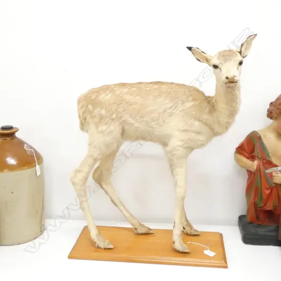 TAXIDERMIED FULL MOUNT YOUNG DEER H. 660MM