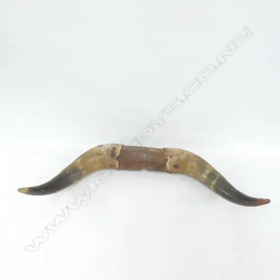 PR OF MOUNTED BULLOCK HORNS L 500 MM