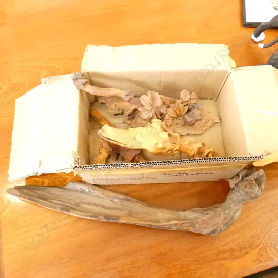 SMALL BOX DACTYLANTHUS - NZ WOOD ROSE