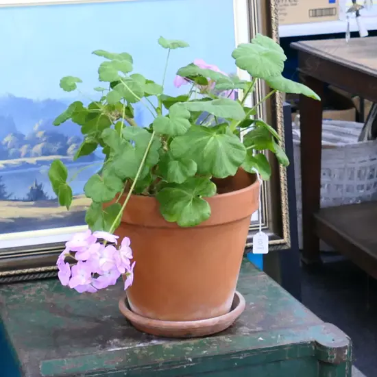 POTTED PINK GERANIUM H. 450MM