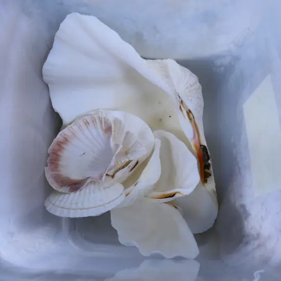 COLLECTION OF SHELLS