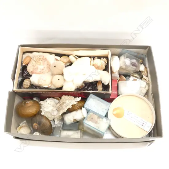 COLLECTION ASST. NZ SHELLS 