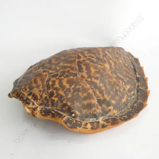 TORTOISESHELL L. 355MM