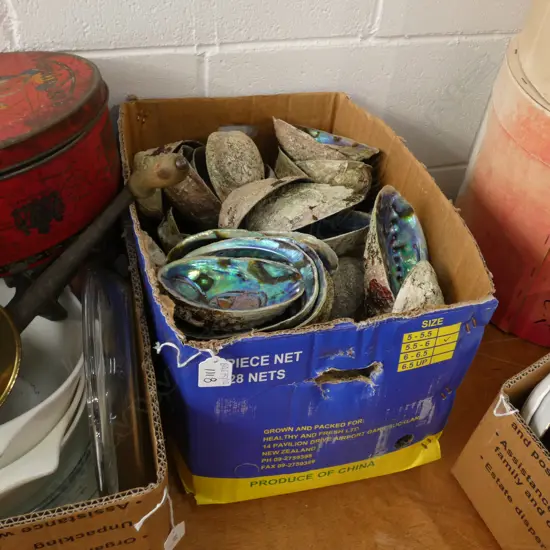 BOX LOT PAUA SHELLS 