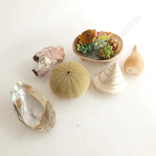 6 LARGER SEA SHELLS 1 WITH CORAL DISPLAY