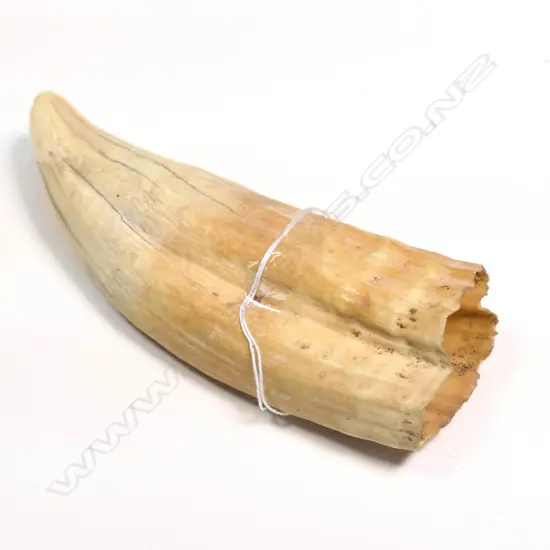 OLD SMALL SPERM WHALE TOOTH L.120mm