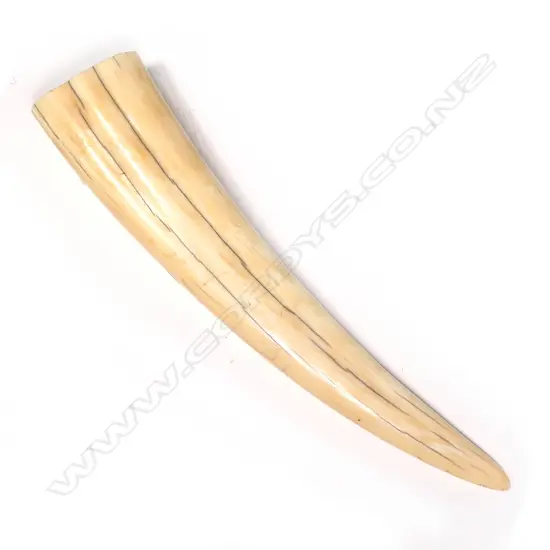 LGE OLD WALRUS TUSK- L 310MM 600+GMS