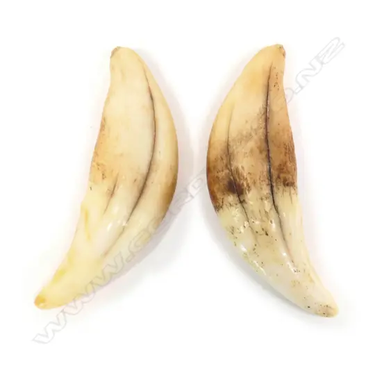 2 OLD SEA LION TEETH L.50mm