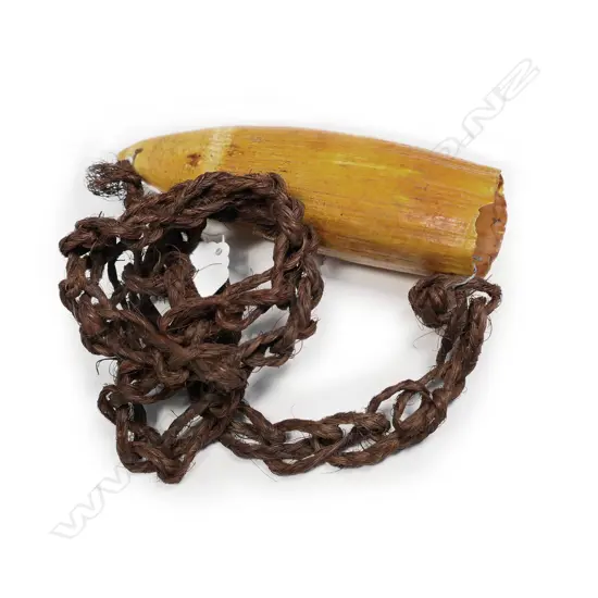 Fijian old tabua whales tooth
