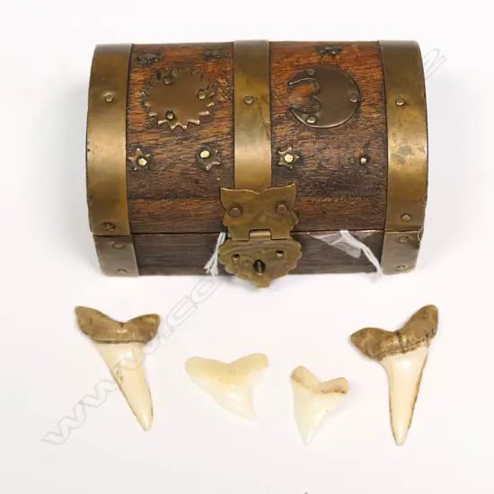 4 SHARK TEETH IN MINI CASKET
