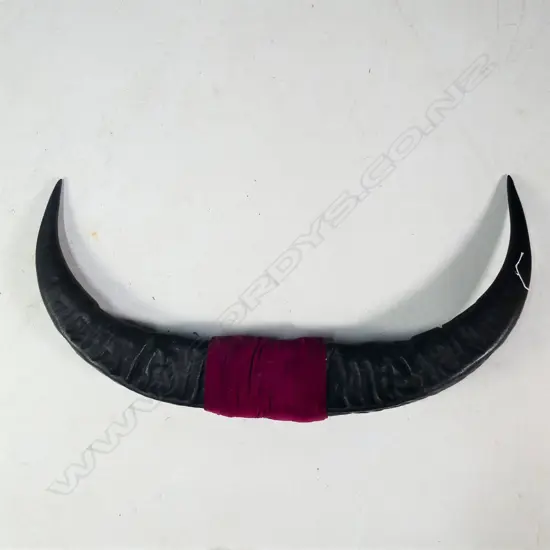 PR MOUNTED WATER BUFFALO HORNS W. 925MM