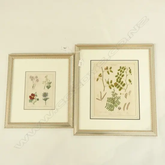 PR FRAMED VINTAGE  HAND COLOURED BOTANICAL PRINTS - 280 X 230MM