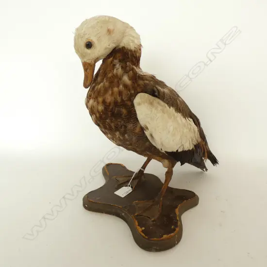 TAXIDERMY PARADISE DUCK ON SHAPED STAND h.325mm
