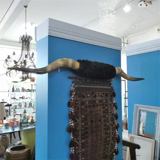 PR LARGE CENTRE MOUNTED HIGHLAND CATTLE HORNS