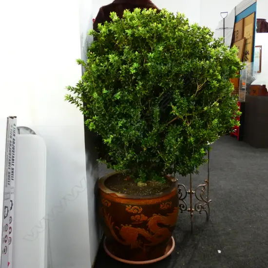 BOX PLANT IN DRAGON POT H. 1250MM