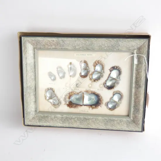 FRAMED CULTURED PEARL DISPLAY 260 X 200 MM