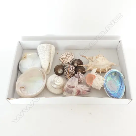 BOX LARGE SHELLS  CONCHES COWRIE BARNACLES ETC