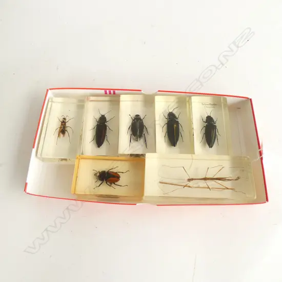 7 ASSORTED ACRYLIC TAXIDERMY INSECTS 