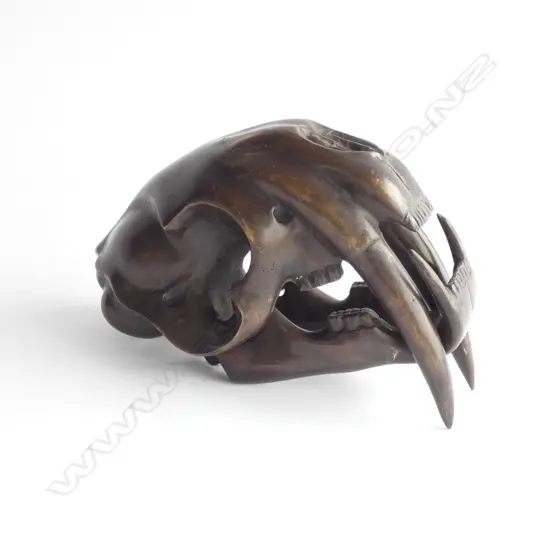 BRASS WITH BRONZE PATINATION FANGED SKULL L. 230MM