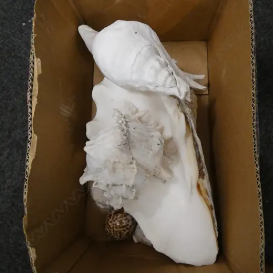 BOX WITH 3 LARGE SHELLS - LARGEST 410MM & 5 COWRIE SHELLS LARGEST 95MM
