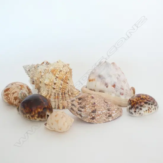 COLLECTION 7 SHELLS L. 200MM