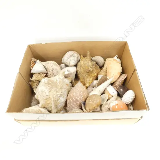 BOX-LOT PACIFIC SHELLS INCL TWO HELMET SHELLS AND A DAMAGED GOLDEN COWRIE.