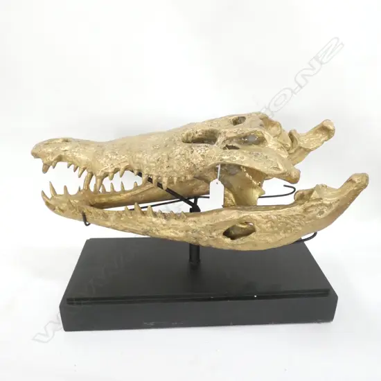 LGE POLISHED BRONZE SCULPTED  ALLIGATOR SKULL L. 510MM