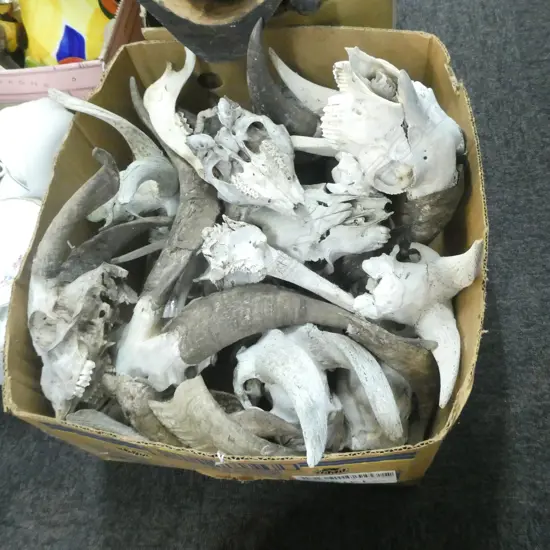 BOX-LOT GOAT SKULLS