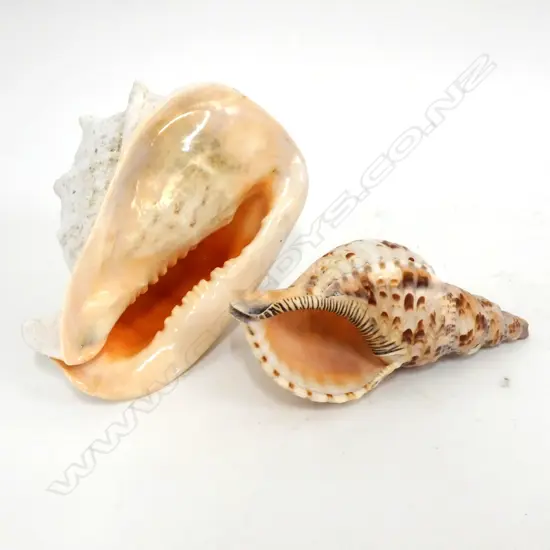 2 PACIFIC SHELLS L 230 MM