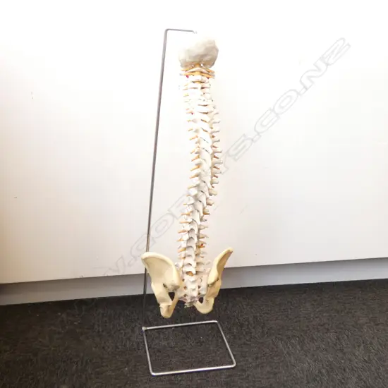 ANATOMICAL MODEL OF SPINE AND PELVIS ON STAND 840MM H